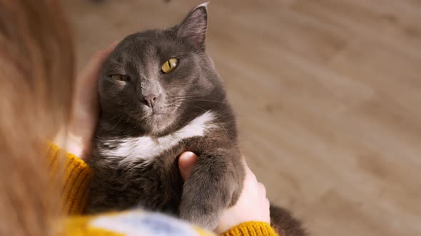 Closeup of a Woman Holding Her Beloved Cat in Her Hands Stroking a Cat Who Really Enjoys