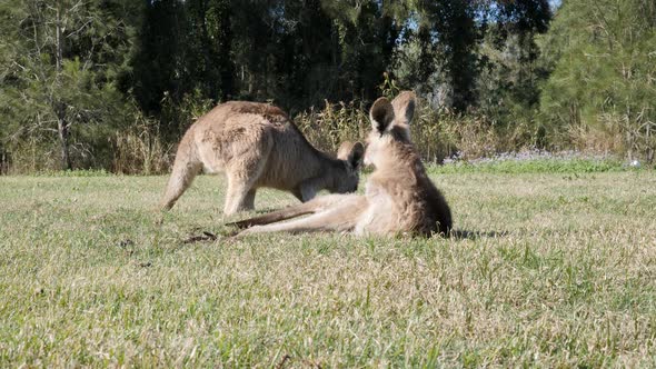 Baby Kangaroo grooming itself while laying on the grass in the midday winter sun.