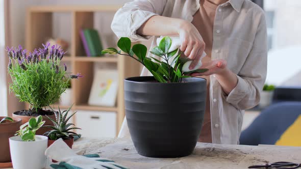 Woman Cleaning Flower's Leaves with Tissue at Home