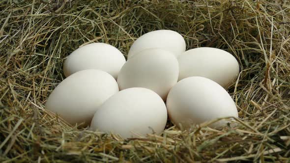 Passing White Eggs In Nest