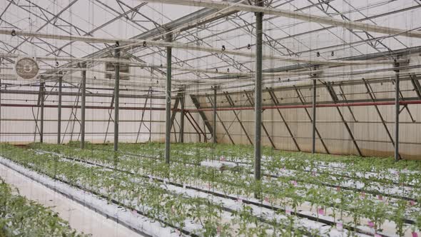 Young Tomato plants growing in a large scale greenhouse under controlled conditions