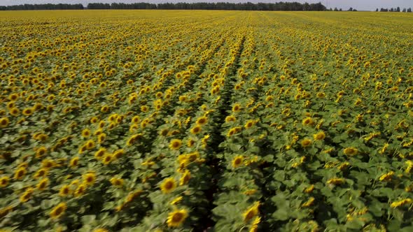 Aerial view of blooming sunflowers in the countryside