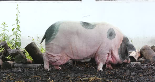 Lovely pig in farm