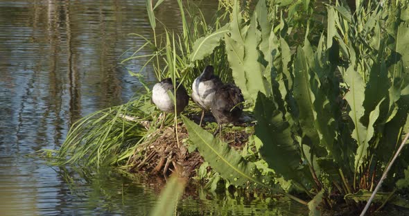 Ducks Clean Their Feathers On A Small Island In The Middle Of The River