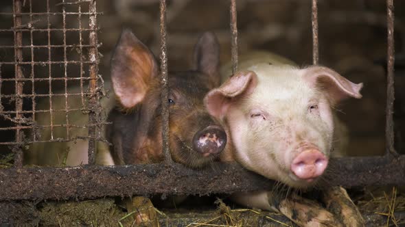 Close up of two dirty fat pigs resting at farm stable.