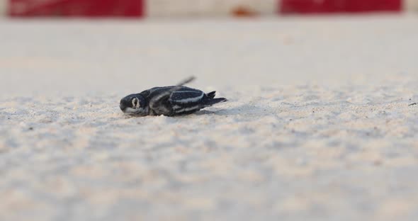 Baby turtle crawling on sand to water