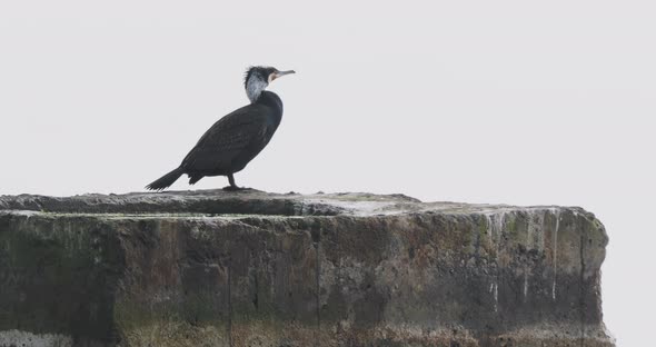 Phalacrocorax or Cormorant Sits on Rock Upon Water