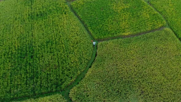 Aerial Shot of a Farmer Walking Through a Beautiful Rice Field. Travel To Bali Concept