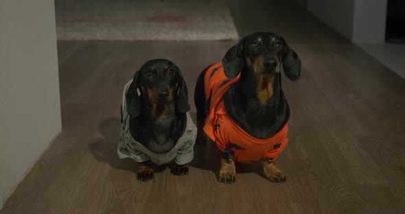 Cute Dachshund Dogs Sit on Wooden Floor Looking at Owner