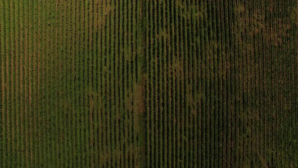 Rows of Grape Vines Grow on Plantation