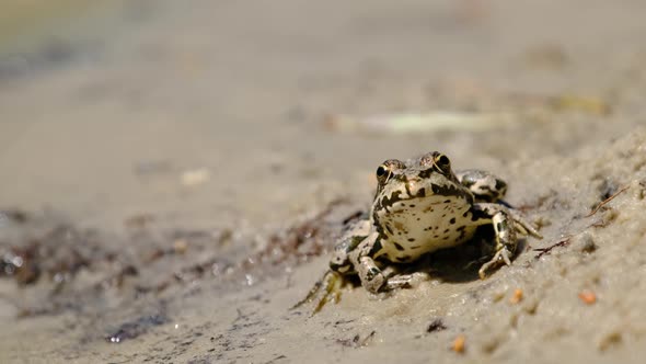 Portrait of Frog Sits on the Shore By the River Close Up