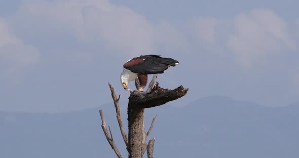 African Fish-Eagle, haliaeetus vocifer, Adult at the top of the Tree, Eating a fish