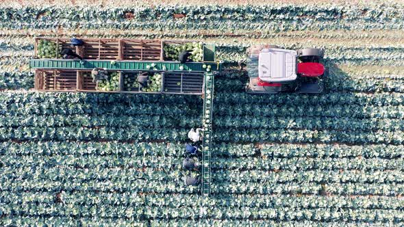 Cabbage Field with Farmers and Harvesting Tractor in a Top View