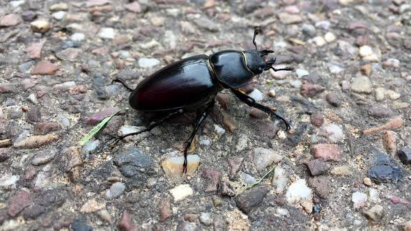 Female stag beetle walking on path in park in London