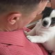 Man Petting and Playing with a Small Puppy - VideoHive Item for Sale