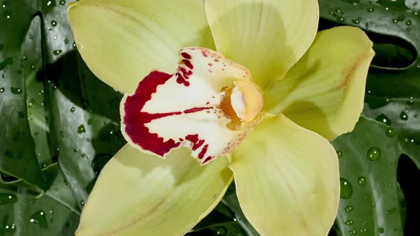 Beautiful Yellow Orchid Rotating on White Background Macro Shot