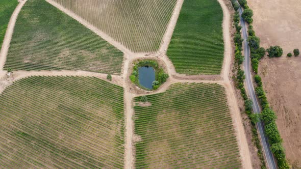 Tuscan vineyards