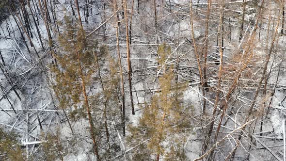 Many Trunks of Trees Felled By the Wind in a Winter Forest Covered with Snow  Aerial Orbit Shot