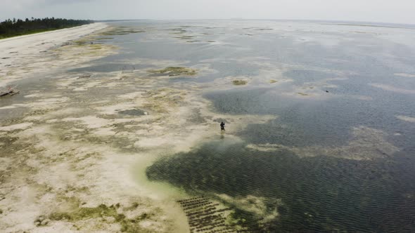 Person foraging for fish in tropical sea with algae at low tide.