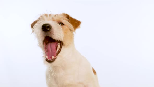 Portrait of a yawning red Jack Russell Terrier dog. Isolated on white background