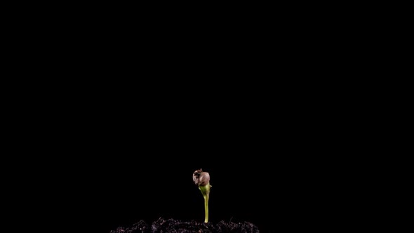 Cannabis Growth Time Lapse on Black Background Life Start Concept Cannabis Grows on Black Background