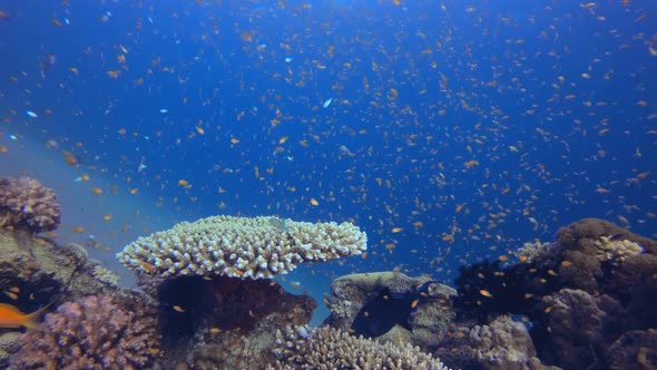 Tropical Colorful Underwater Seascape