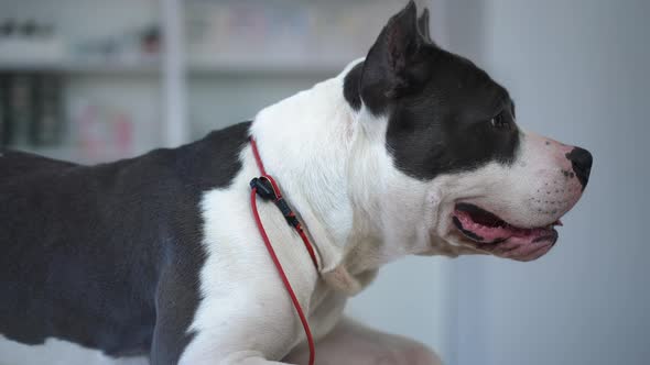 Side View Curios Dog Lying in Veterinary Clinic Looking Away