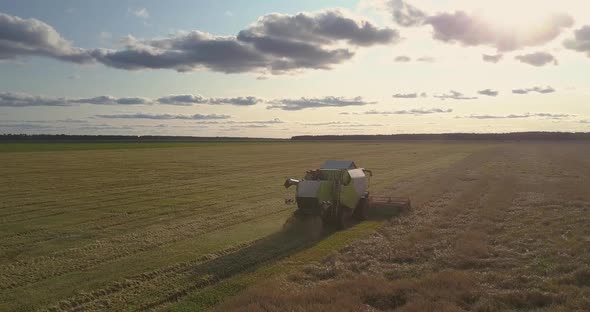 Aerial View Combine Gathers Ripe Wheat Harvest in Field