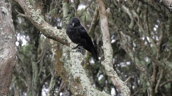 SLOW MOTION Crow Perched On Moonah Tree Branch Looking Around