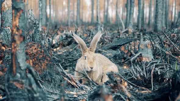 A Rabbit is Sniffing Burntout Ground in the Fire Zone