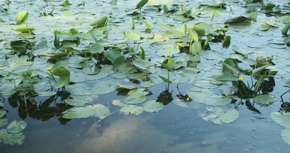 Yellow Blooming Water-lily Nuphar Lutea