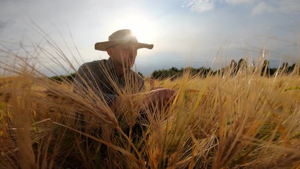 Close Up to Male Farmer Sitting at Cereal Field and Examining Wheat Stalks at Summer Day