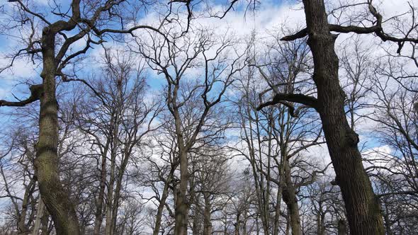 Aerial View of a Forest Without Leaves Slow Motion