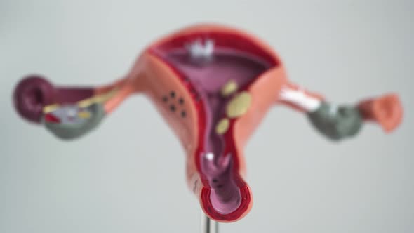 Mock Female Reproductive System on a White Background, Isolate. Fallopian Tubes and Ovaries, Close