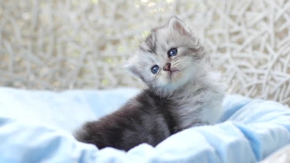 Close Up Of Scottish Kitten Playing On Bed