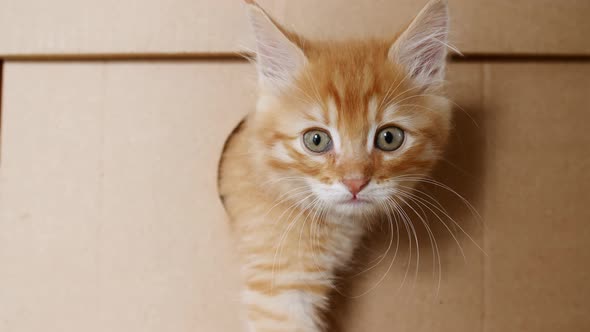 Cute Ginger Kitten in a Cardboard Box