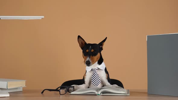 Basenji Wearing a Collar and a Striped Tie Sits with His Front Paws on a Work Table Next to Glasses