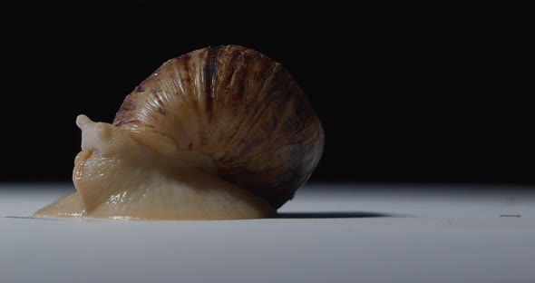 Studio Footage of a Snail Drawing Its Head Out of the Shell on White Floor