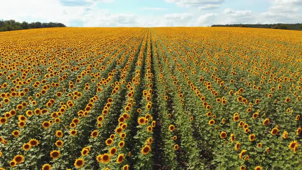 Aerial Drone View of Sunflowers Field. Rows of Sunflowers on a Hill