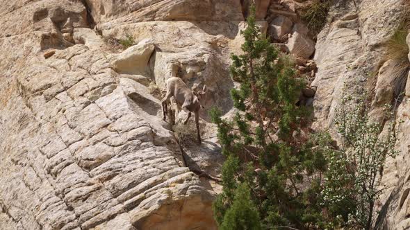 Desert bighorn sheep lamb running down steep rocks in Capitol Reef