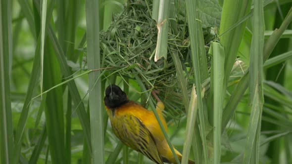 Yellow bird staying hooked on a nest