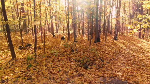Colorful Autumn Forest Wood