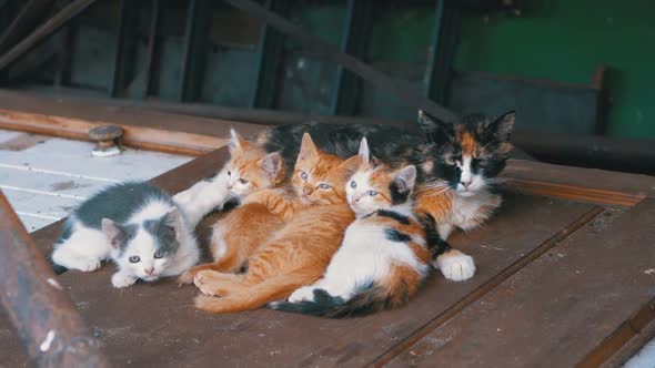 Homeless Wild Kittens and Nursing Mom Cat Are Lying on the Street on Garbage