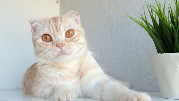 Cute Red Cat Breed Scottish Fold on a Light Background