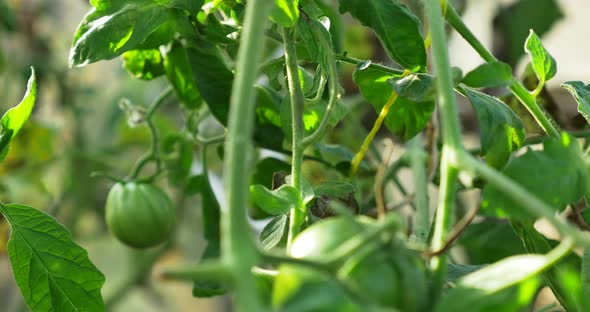 Green Tomato in Hot House Growing. Home Hothouse Eco Garden