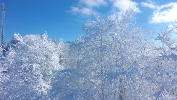 Beautiful White Frosted Trees alt