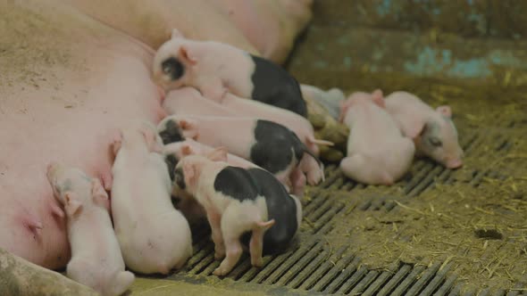 Newborn piglets sucking on teats for milk of big mother sow in pigsty