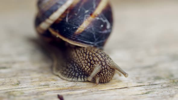 Snail On A Table