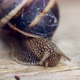 Snail On A Table - VideoHive Item for Sale