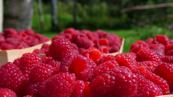 Panorama of a Juicy Appetizing Raspberry Falling Into the Basket